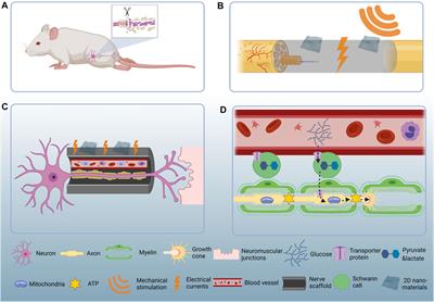 Two-Dimensional Nanomaterials for Peripheral Nerve Engineering: Recent Advances and Potential Mechanisms